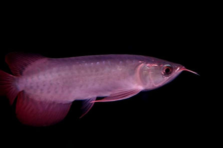 红龙鱼发色灯光很重要 诱色期用白灯