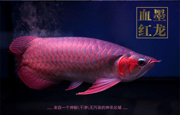 血墨红龙0_02.gif